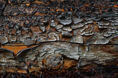 A fragment of old wood with a tarnished texture that has lost its color and the bark cracked from time close-up.の写真素材