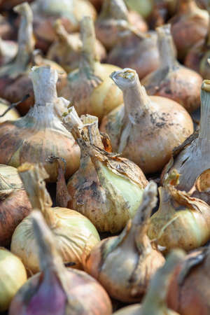 Agricultural industry. Onion bulbs dug out of the ground and laid out to dry before long-term storage.の写真素材