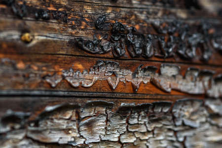A fragment of old wood with a tarnished texture that has lost its color and the bark cracked from time close-up.の写真素材