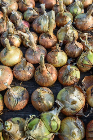 Agricultural industry. Onion bulbs dug out of the ground and laid out to dry before long-term storage.の写真素材