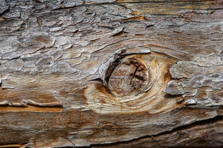 A fragment of old wood with a tarnished texture that has lost its color and the bark cracked from time close-up.の写真素材