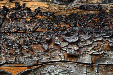 A fragment of old wood with a tarnished texture that has lost its color and the bark cracked from time close-up.の写真素材