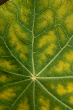 The texture of the nasturtium leaf is close-up with the color changed from green to yellow from the cold.の写真素材