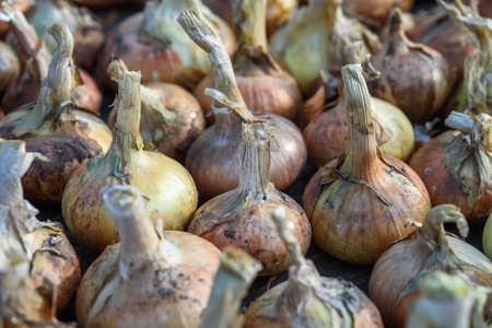 Agricultural industry. Onion bulbs dug out of the ground and laid out to dry before long-term storage.の写真素材