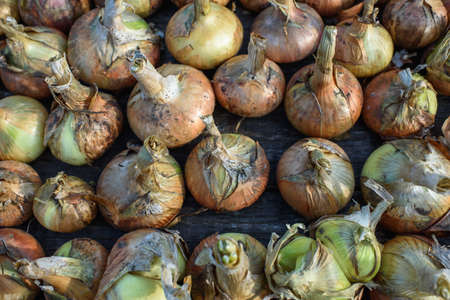 Agricultural industry. Onion bulbs dug out of the ground and laid out to dry before long-term storage.の写真素材