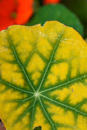 The texture of the nasturtium leaf is close-up with the color changed from green to yellow from the cold.の写真素材