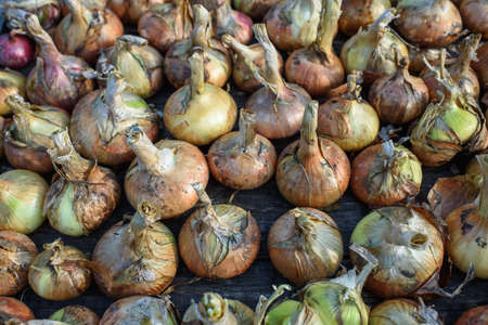 Agricultural industry. Onion bulbs dug out of the ground and laid out to dry before long-term storage.の写真素材