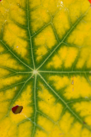 The texture of the nasturtium leaf is close-up with the color changed from green to yellow from the cold.の写真素材