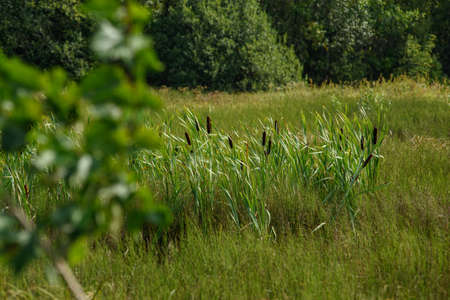 Reeds on a swampy area in tall grass.の写真素材