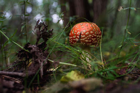 A poisonous mushroom. Fly agaric in the forest close-up.の写真素材