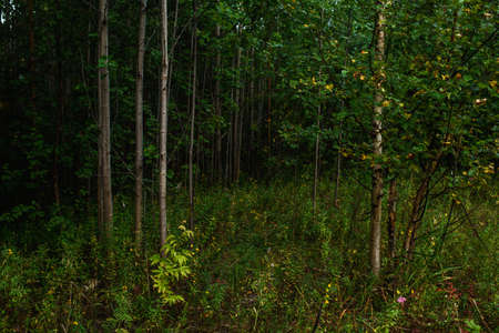 Forest landscapes before dusk. Darkness is already gathering, but the faint light of the setting sun still illuminates the foliage.の写真素材