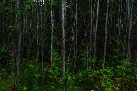 Forest landscapes before dusk. Darkness is already gathering, but the faint light of the setting sun still illuminates the foliage.の写真素材