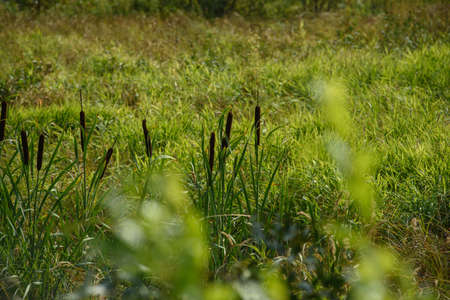 Reeds on a swampy area in tall grass.の写真素材