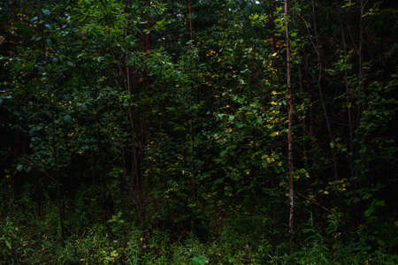 Forest landscapes before dusk. Darkness is already gathering, but the faint light of the setting sun still illuminates the foliage.の写真素材