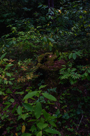 An old rotten stump in the forest close-up, overgrown with moss, lichen and toadstools and overgrown with deciduous trees around: rowan, bird cherry, aspen.の写真素材