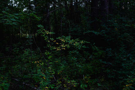 Forest landscapes before dusk. Darkness is already gathering, but the faint light of the setting sun still illuminates the foliage.の写真素材