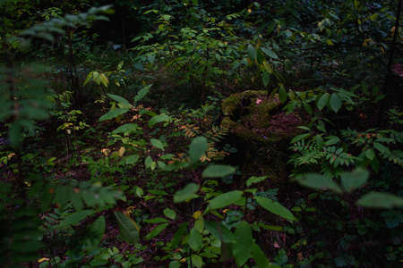 An old rotten stump in the forest close-up, overgrown with moss, lichen and toadstools and overgrown with deciduous trees around: rowan, bird cherry, aspen.の写真素材