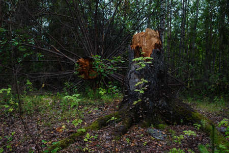 A tree fallen from old age in a dark forest before sunset.の写真素材