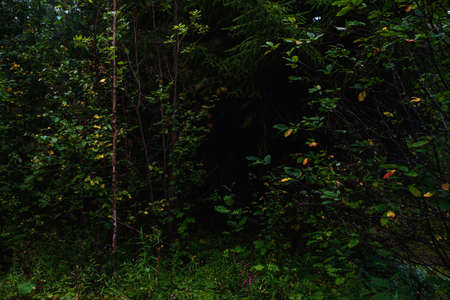 Forest landscapes before dusk. Darkness is already gathering, but the faint light of the setting sun still illuminates the foliage.の写真素材