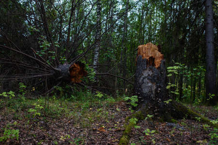 A tree fallen from old age in a dark forest before sunset.の写真素材
