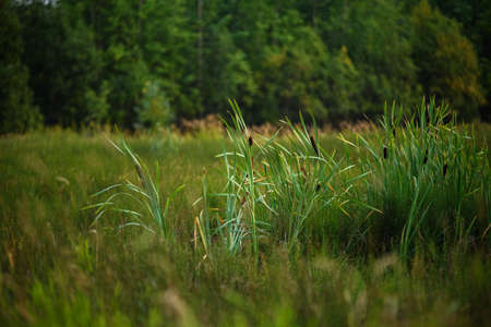 Reeds on a swampy area in tall grass.の写真素材