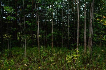 Forest landscapes before dusk. Darkness is already gathering, but the faint light of the setting sun still illuminates the foliage.の写真素材