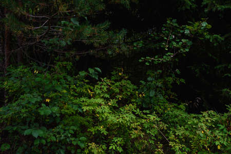 Forest landscapes before dusk. Darkness is already gathering, but the faint light of the setting sun still illuminates the foliage.の写真素材