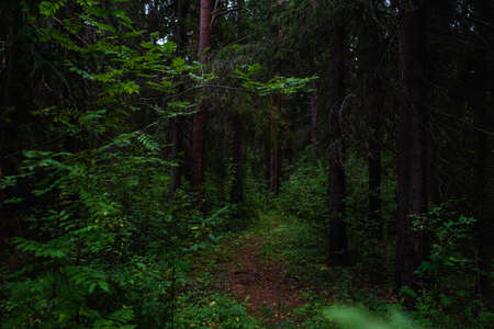 Forest landscapes before dusk. Darkness is already gathering, but the faint light of the setting sun still illuminates the foliage.の写真素材