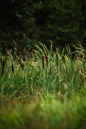 Reeds on a swampy area in tall grass.の写真素材