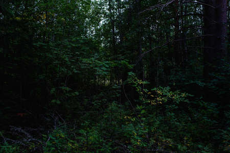 Forest landscapes before dusk. Darkness is already gathering, but the faint light of the setting sun still illuminates the foliage.の写真素材