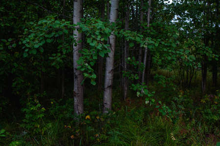 Forest landscapes before dusk. Darkness is already gathering, but the faint light of the setting sun still illuminates the foliage.の写真素材