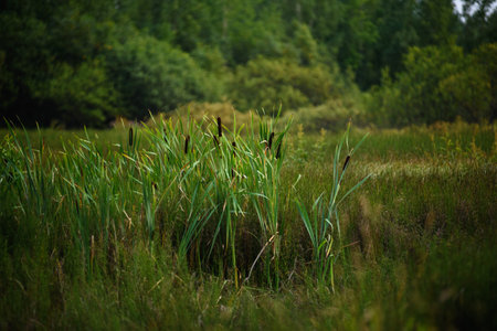 Reeds on a swampy area in tall grass.の写真素材