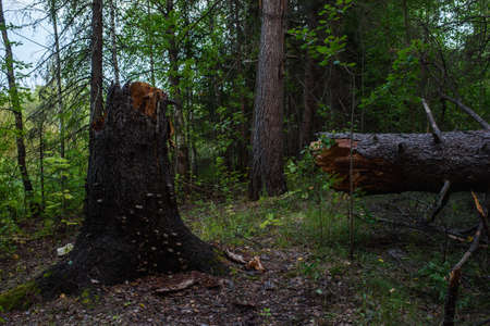 A tree fallen from old age in a dark forest before sunset.の写真素材