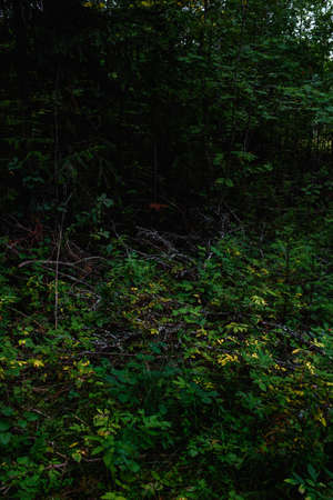 Forest landscapes before dusk. Darkness is already gathering, but the faint light of the setting sun still illuminates the foliage.の写真素材