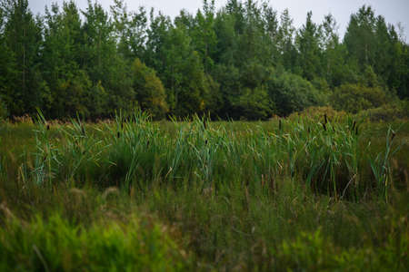 Reeds on a swampy area in tall grass.の写真素材