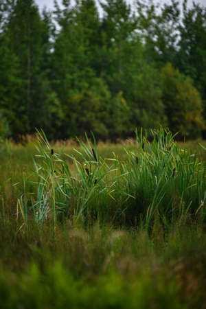 Reeds on a swampy area in tall grass.の写真素材