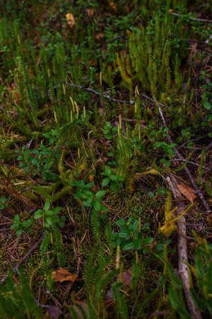 Plants in the taiga forest in a swampy area. Lycopodium close-up.の写真素材