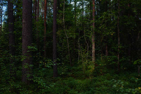 Forest landscapes before dusk. Darkness is already gathering, but the faint light of the setting sun still illuminates the foliage.の写真素材