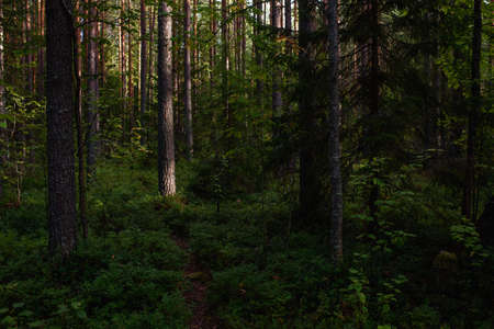 Forest landscapes before dusk. Darkness is already gathering, but the faint light of the setting sun still illuminates the foliage.の写真素材