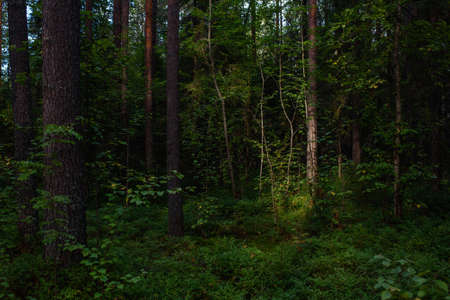 Forest landscapes before dusk. Darkness is already gathering, but the faint light of the setting sun still illuminates the foliage.の写真素材