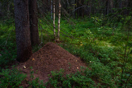 Forest landscape. An anthill under tall fir trees in the taiga forest.の写真素材