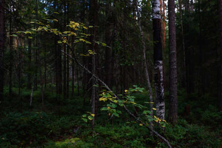 Forest landscapes before dusk. Darkness is already gathering, but the faint light of the setting sun still illuminates the foliage.の写真素材