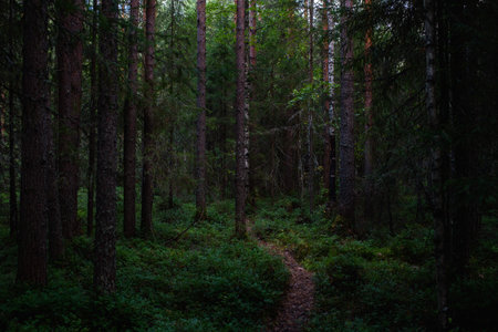 Forest landscapes before dusk. Darkness is already gathering, but the faint light of the setting sun still illuminates the foliage.の写真素材