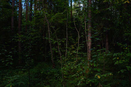 Forest landscapes before dusk. Darkness is already gathering, but the faint light of the setting sun still illuminates the foliage.の写真素材