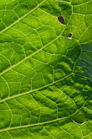 Close up background. Green leaf in the backlight with streaks and holes eaten by insects. Horseradish leaf has a lot of useful properties and is used in cooking.の写真素材