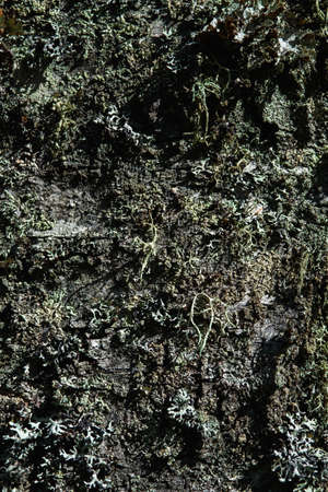 Birch trunk close-up, overgrown with moss and lichen.の写真素材