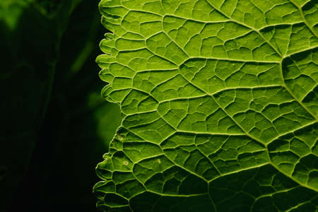 Close up background. Green leaf in the backlight with streaks and holes eaten by insects. Horseradish leaf has a lot of useful properties and is used in cooking.の写真素材