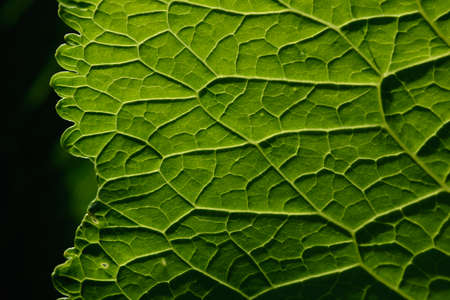 Close up background. Green leaf in the backlight with streaks and holes eaten by insects. Horseradish leaf has a lot of useful properties and is used in cooking.の写真素材