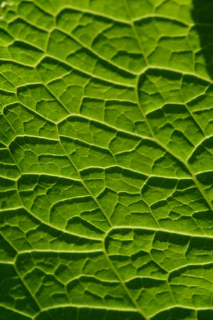 Close up background. Green leaf in the backlight with streaks and holes eaten by insects. Horseradish leaf has a lot of useful properties and is used in cooking.の写真素材
