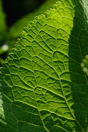 Close up background. Green leaf in the backlight with streaks and holes eaten by insects. Horseradish leaf has a lot of useful properties and is used in cooking.の写真素材